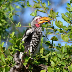 Southern yellow billed hornbill in Kruger National park in South Africa