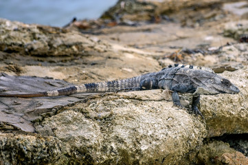 Black iguana basking in the sun on coastal rocks in Belize.