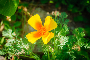 Orange California Poppy flower or Golden Poppy, Cup of Gold. Eschscholzia Californica.