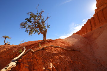 Bryce Canyon Tree in desert