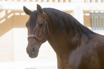 Retrato de un caballo español a contraluz