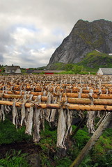Caught and cut fish are dried in the fresh air. Norway. The Lofoten Islands.