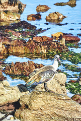 Penguins colony in stony point nature reserve betty's bay Boland Mountain Complex, Western Cape