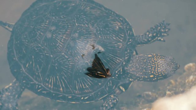 Turtle stuck her head out of the water. Turtle in the park in an artificial pond