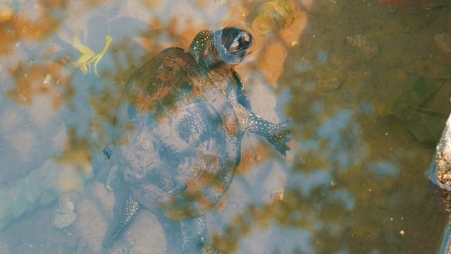 Turtle stuck her head out of the water. Turtle in the park in an artificial pond