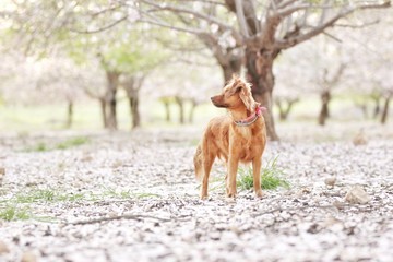 Milky, almond trees blossom 