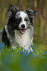 Border Collie liegt in Frühlingswiese