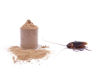 Close up of cockroach on the table with food.Cockroach eating Whey Protein isolated on white background.Cockroaches are carriers of contagion the disease.Copy space for text.Healthy,Home concept.