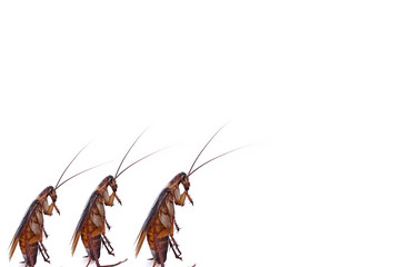 Design of Cockroaches walk on isolated white background.Chemical treatment and protection against termite, cockroach, flea, agricultural pests.Pest control concept.Cockroaches carry diseases to human.