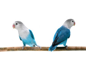 Parrot isolated on white background. Beautiful Birds