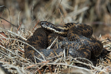Adder (Vipera berus)/Common European Viper basking in dry heather