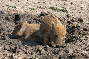 Frischling Wildschwein (Sus scrofa)