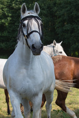 Schimmel mit Frandsen am Halfter schaut interessiert in die Kamera