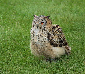 A Magnificent Eagle Owl Sitting in a Grass Field.