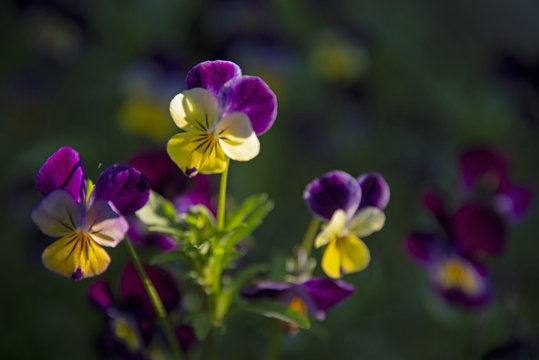 violets against a dark background