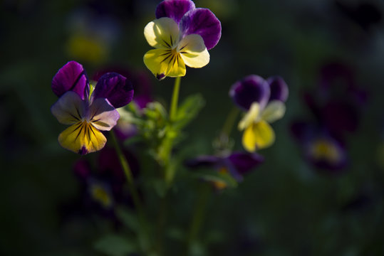 violets against a dark background