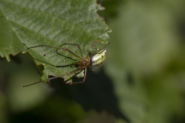 common stretch spider, long-jawed orb-weaver spider, Tetragnatha extensa, walking and resting on a leaf on a sunny day, scotland.
