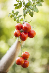 Senior farmer holding tomatoes