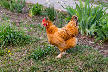 Brown chicken goes in  garden. Growing of poultry_