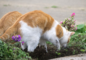 Naklejka na ściany i meble 土を掘る猫
