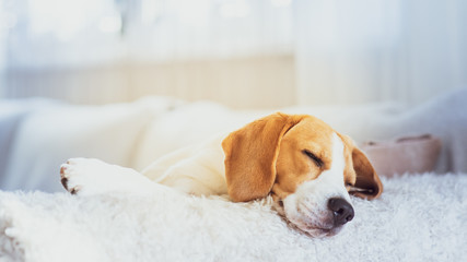 Beagle dog portrait lie on a couch