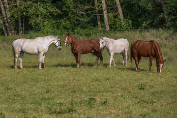 Obraz na płótnie Canvas Eine Gruppe Pferde begrüßt ein neues Pferd auf der Wiese