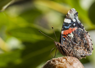 Vulcain suçant une figue