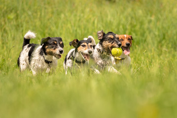 Many dogs run and play with a ball in a meadow - a pack of Jack Russell Terriers