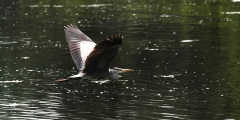 Graureiher - Stockfoto