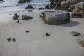 Fototapeta premium Cute African Penguins by the water at sunrise on Boulders Beach, Cape Town, South Africa.