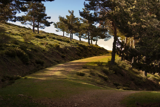 Forest track, mountain routes. Sierra de Guadarrama National Park, Segovia. Spain
