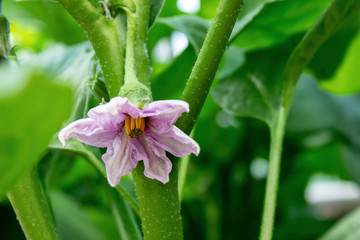 Eggplant flowers on tree in the vegetable garden