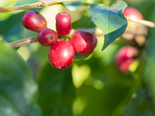 Obraz premium ripe coffee beans on the farm