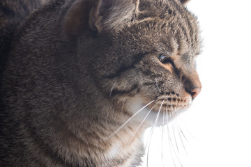 Portrait of a cat in profile. The pet looks closely into the distance. He is waiting for the owner. Maybe the cat is looking for something interesting in the distance.