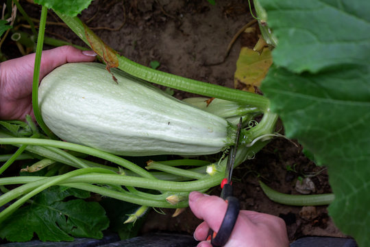 Woman hand courgette and scissors in the garden
