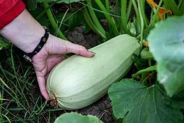 Female hands zucchini growing in the garden