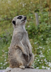 Meerkat in captivity - on guard