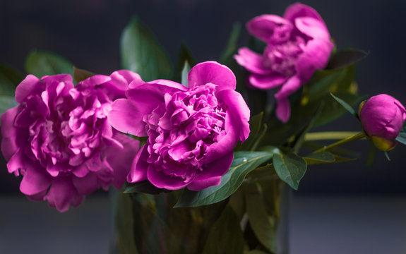  Peonies - flower lovers © Aneta