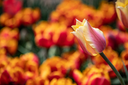 A single tulip in the foreground of blurry orange tulips