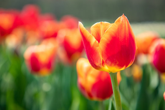 A bunch of orange tulips showing a single tulip as a focus point