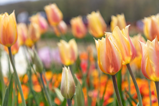 A bunch of colorful tulip flowers