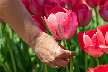 A hand of a woman is picking a red tulip flower