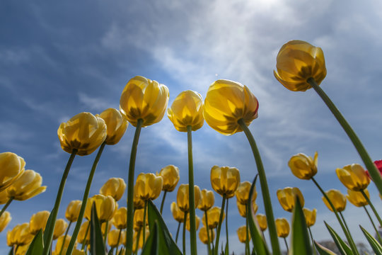 Shot of yellow tulip flowers against blue sky