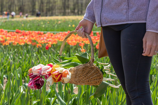A hand of a woman is holding a basket of tulip flowers