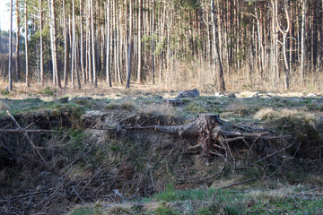 Pine stump, result of tree felling