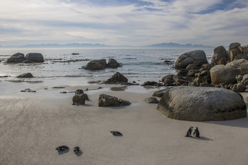 Fototapeta na wymiar Cute African Penguins by the water at sunrise on Boulders Beach, Cape Town, South Africa.