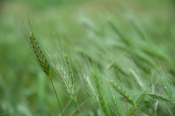 Wild green grass nature background, summer meadow