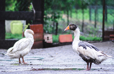 Domestic goose in the rain in the rural back yard