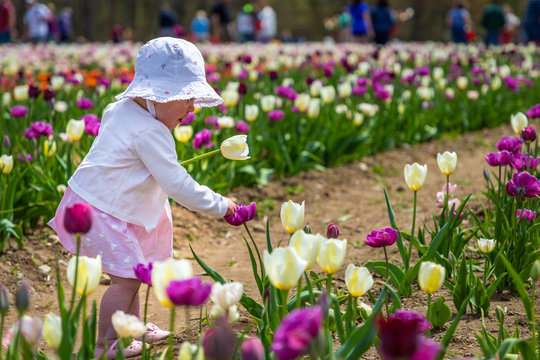 A toddler in a tulip farm is holding a yellow tulip in left hand and playing with a purple flower with right hand