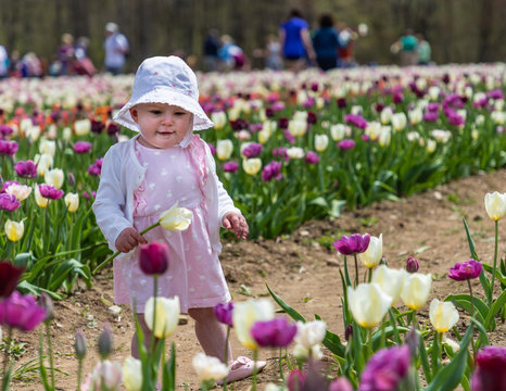 A toddler holding a yellow tulip is looking at a purple flower